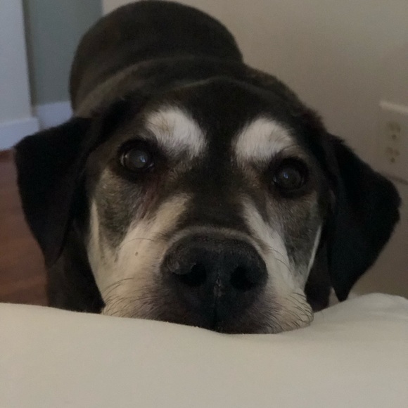 Meet your Posher, Cynthia - Picture 1 of 1